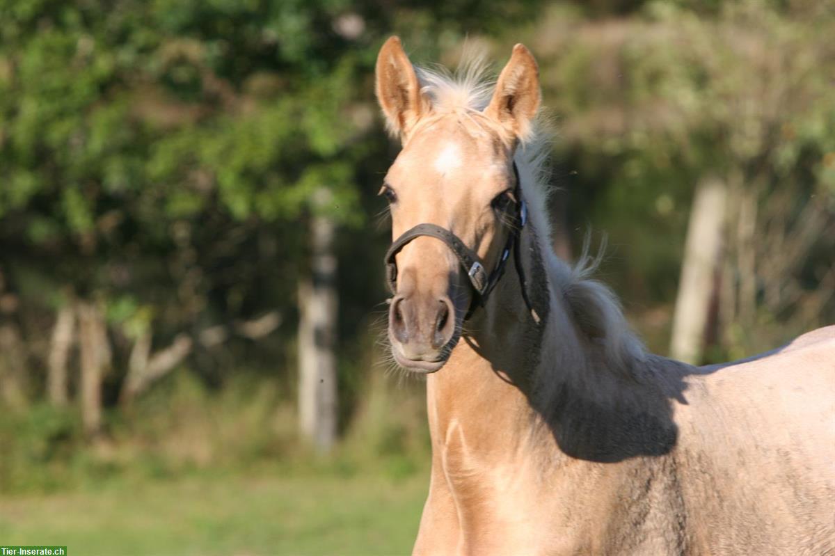 Bild 5: Lusitano Hengstfohlen zu verkaufen