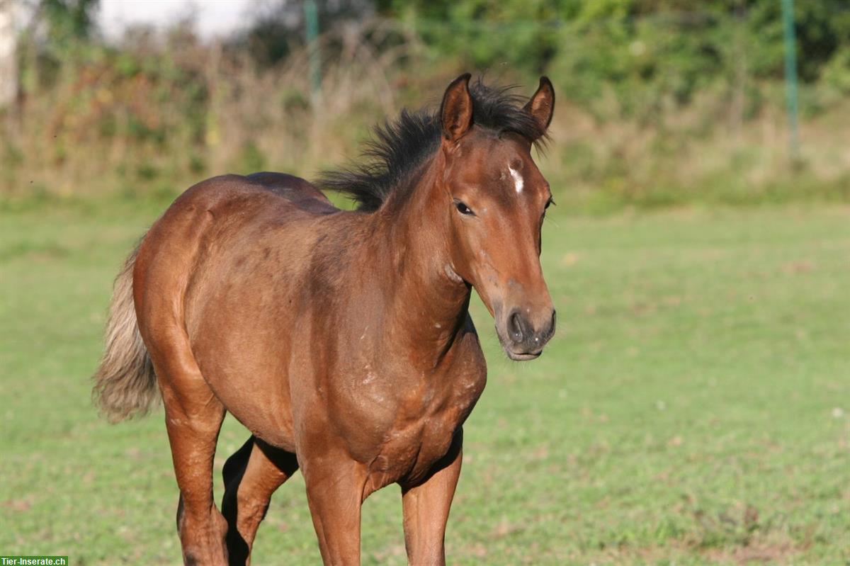 Bild 6: Lusitano Hengstfohlen zu verkaufen