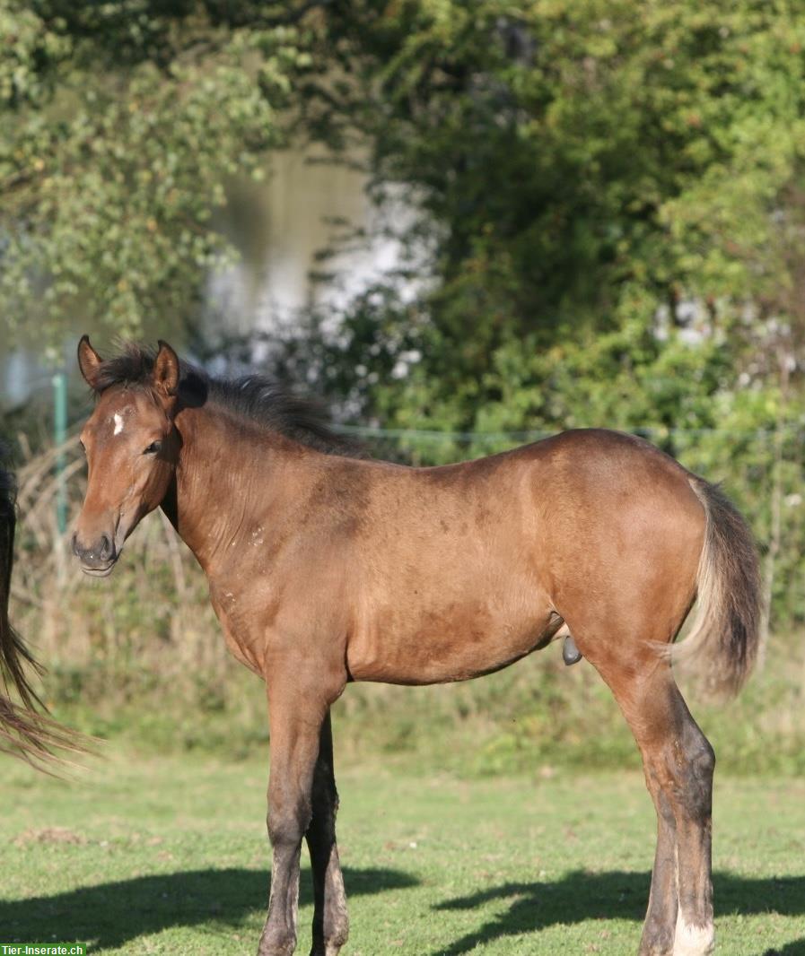 Bild 7: Lusitano Hengstfohlen zu verkaufen
