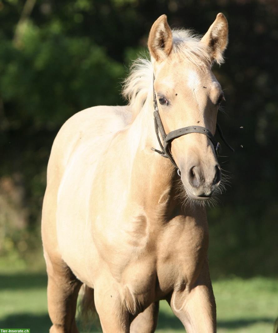 Bild 8: Lusitano Hengstfohlen zu verkaufen