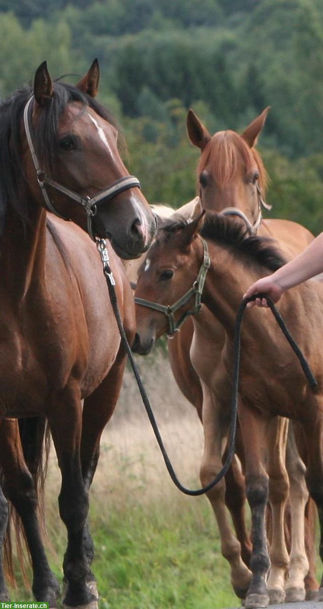 Bild 9: Lusitano Hengstfohlen zu verkaufen