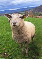 Weidelämmer/Schlachtlämmer zu verkaufen