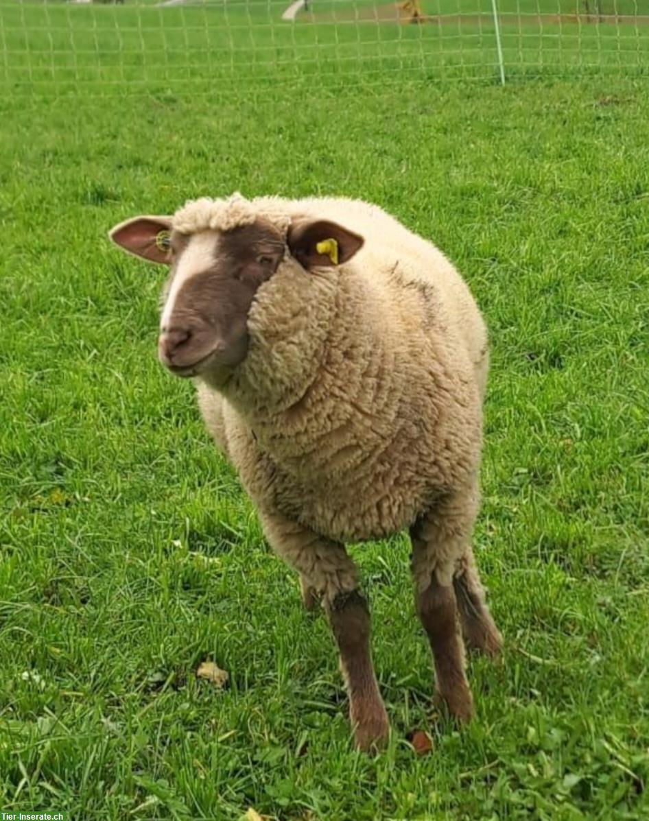 Bild 2: Weidelämmer/Schlachtlämmer zu verkaufen