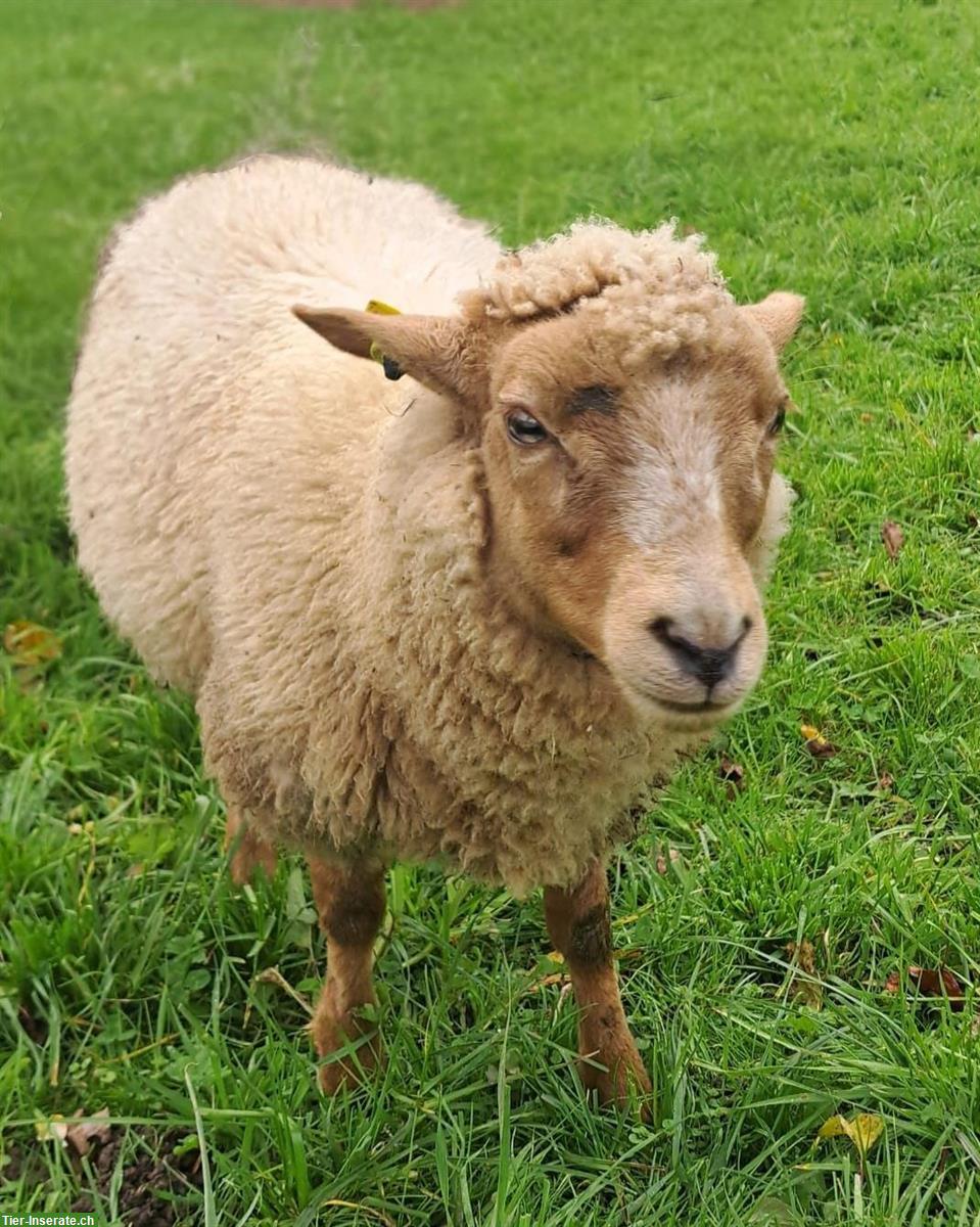 Bild 3: Weidelämmer/Schlachtlämmer zu verkaufen