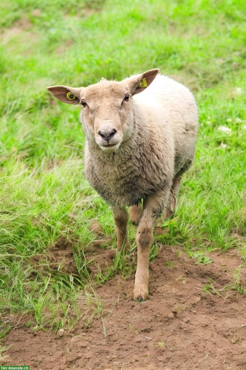Bild 4: Weidelämmer/Schlachtlämmer zu verkaufen