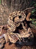 Königspython (Wildtyp, Albino & Pastel) inkl. Terrarium und Zubehör