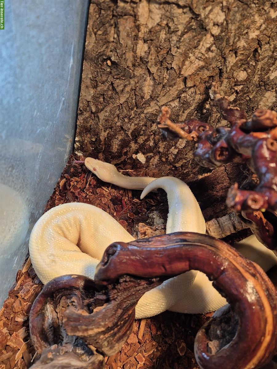 Bild 2: Königspython (Wildtyp, Albino & Pastel) inkl. Terrarium und Zubehör