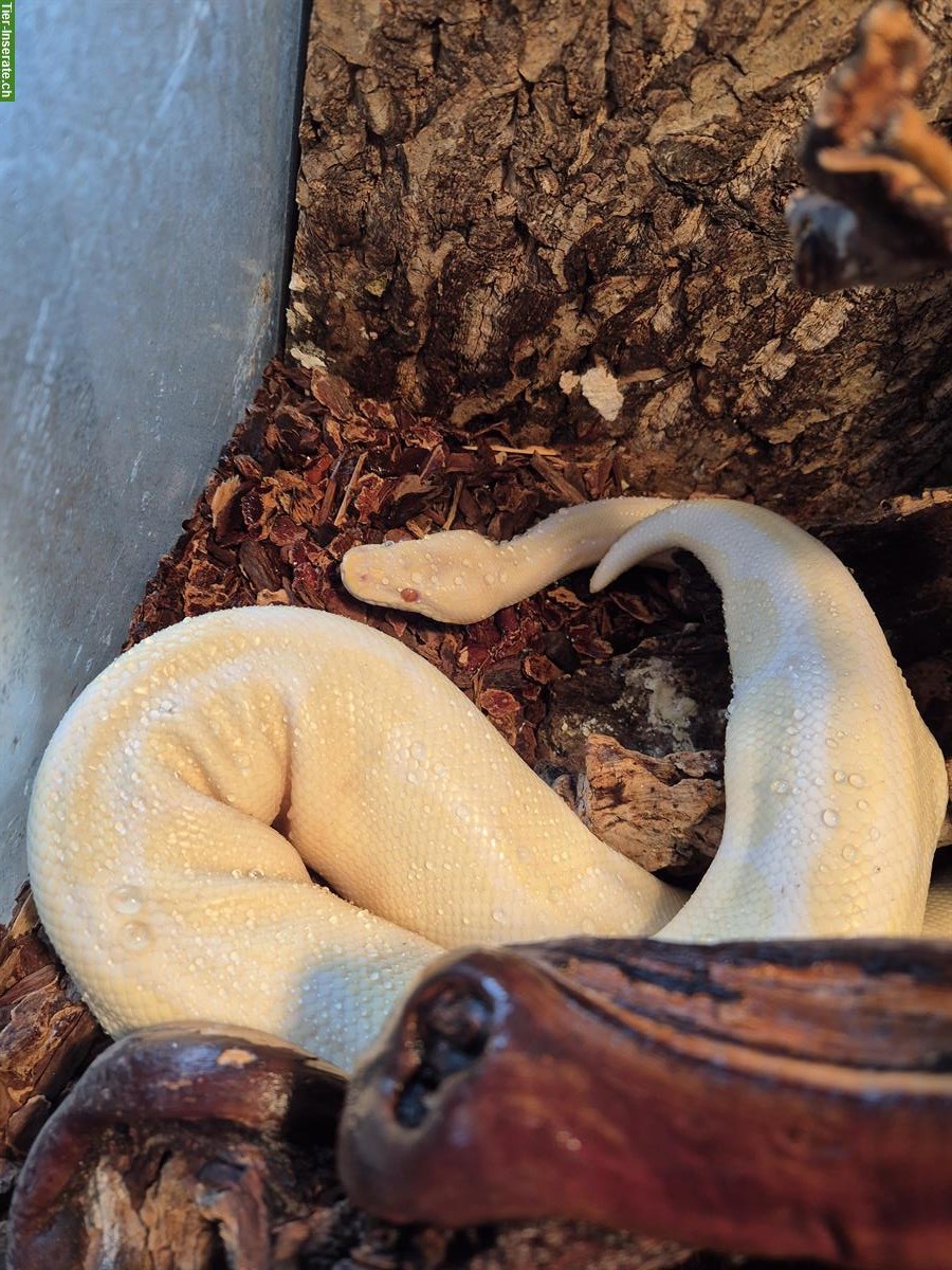 Bild 3: Königspython (Wildtyp, Albino & Pastel) inkl. Terrarium und Zubehör