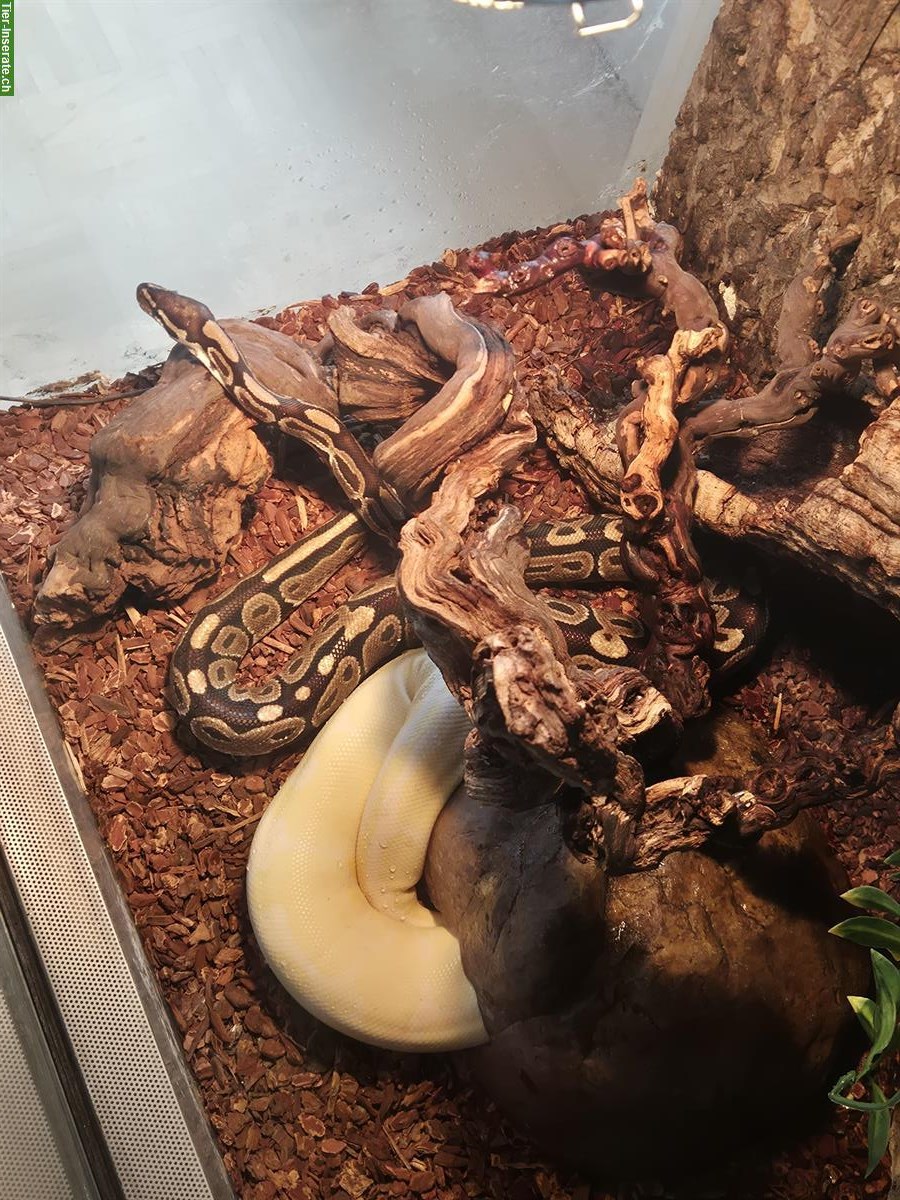 Bild 4: Königspython (Wildtyp, Albino & Pastel) inkl. Terrarium und Zubehör