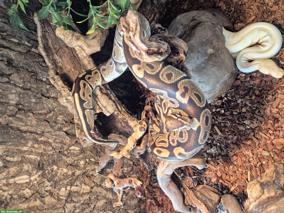 Bild 5: Königspython (Wildtyp, Albino & Pastel) inkl. Terrarium und Zubehör