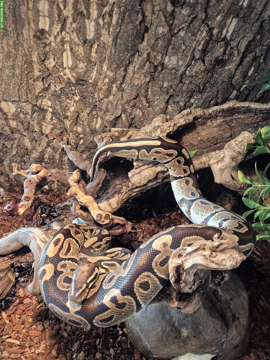 Bild 6: Königspython (Wildtyp, Albino & Pastel) inkl. Terrarium und Zubehör