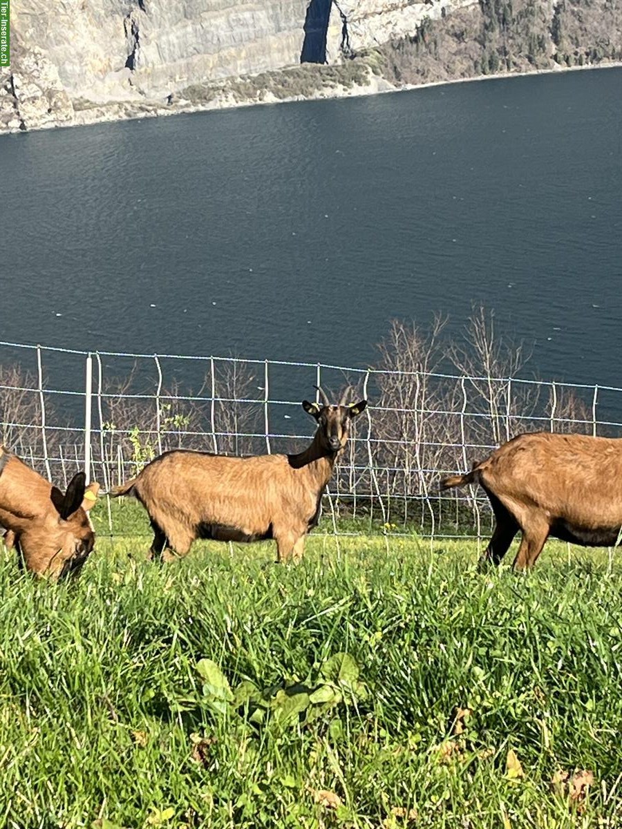 2 gehörnte Ziegen zu verkaufen