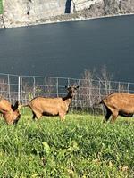 2 gehörnte Ziegen zu verkaufen