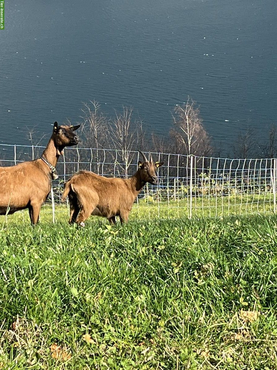 Bild 2: 2 gehörnte Ziegen zu verkaufen