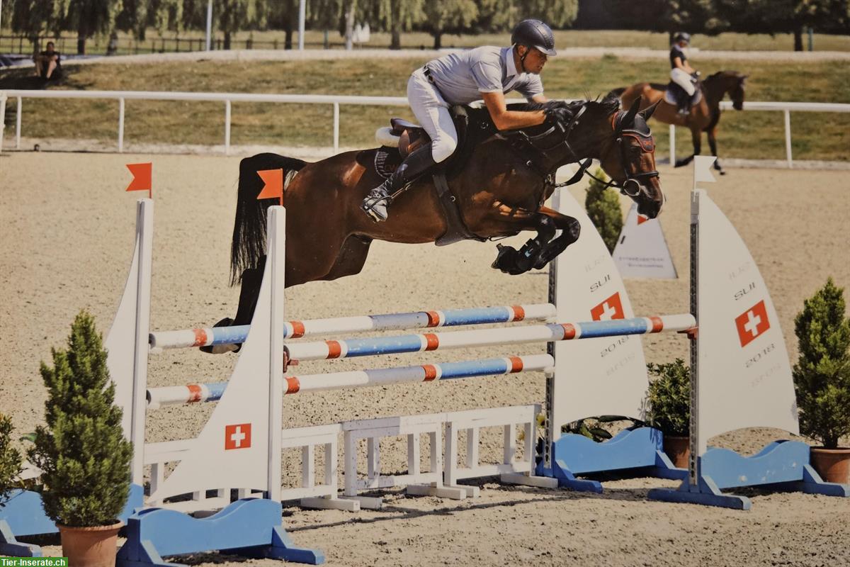 Irish Sport Horse Springpferd, 5-jährig, 167cm