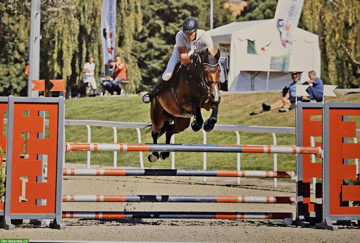 Bild 2: Irish Sport Horse Springpferd, 5-jährig, 167cm