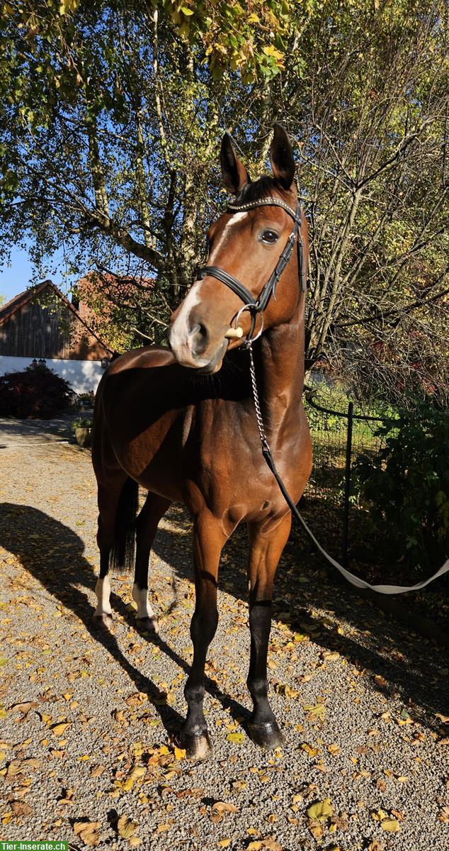 Bild 3: Irish Sport Horse Springpferd, 5-jährig, 167cm