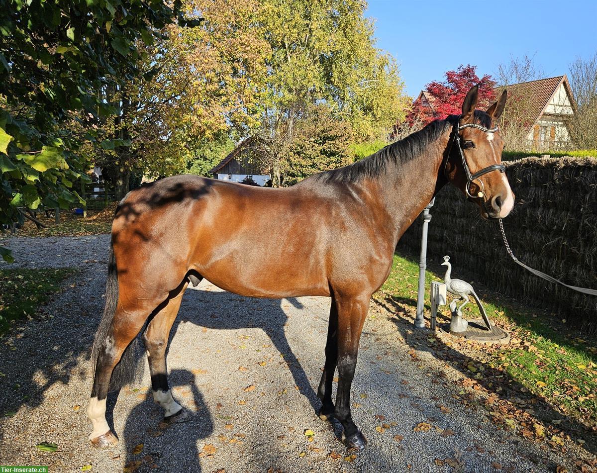 Bild 4: Irish Sport Horse Springpferd, 5-jährig, 167cm