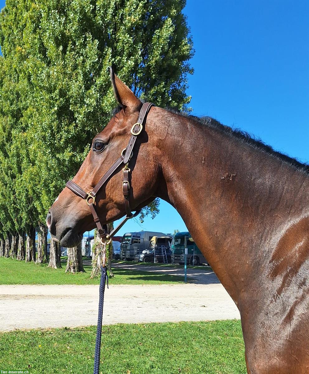 Bild 5: Irish Sport Horse Springpferd, 5-jährig, 167cm
