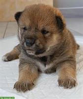 Shiba Inu Welpen Familienaufzucht - Raum Mailand, kein Versand