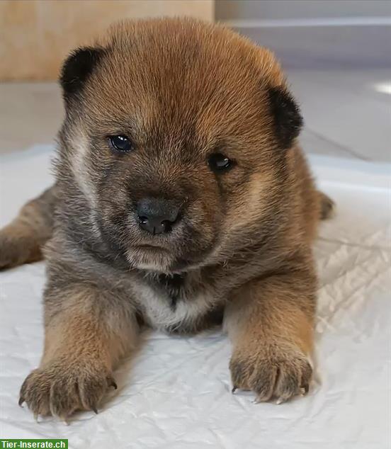 Bild 2: Shiba Inu Welpen Familienaufzucht - Raum Mailand, kein Versand