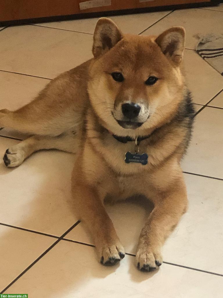 Bild 4: Shiba Inu Welpen Familienaufzucht - Raum Mailand, kein Versand
