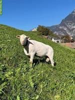Weisses Alpenschaf-Bock, 5-jährig, zu verkaufen