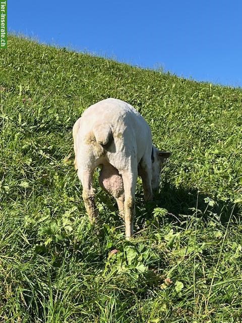 Bild 2: Weisses Alpenschaf-Bock, 5-jährig, zu verkaufen