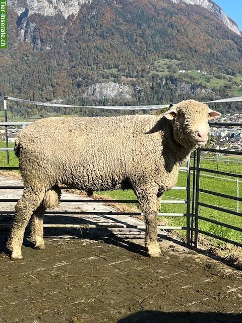 Bild 3: Weisses Alpenschaf-Bock, 5-jährig, zu verkaufen