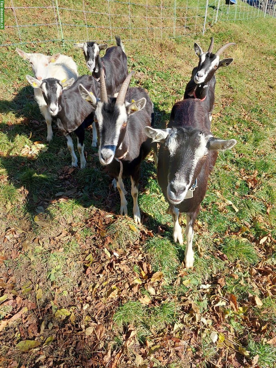Bündner Strahlenziegen, Jahrgang 2024, evtl. tragend