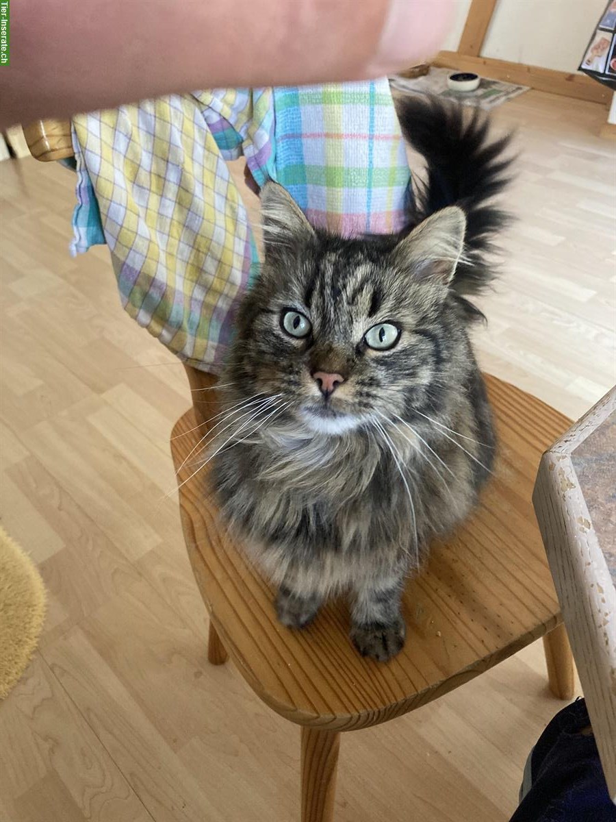 Zutraulicher Tigerkater sucht neues Zuhause mit Freilauf