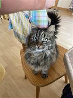 Zutraulicher Tigerkater sucht neues Zuhause mit Freilauf