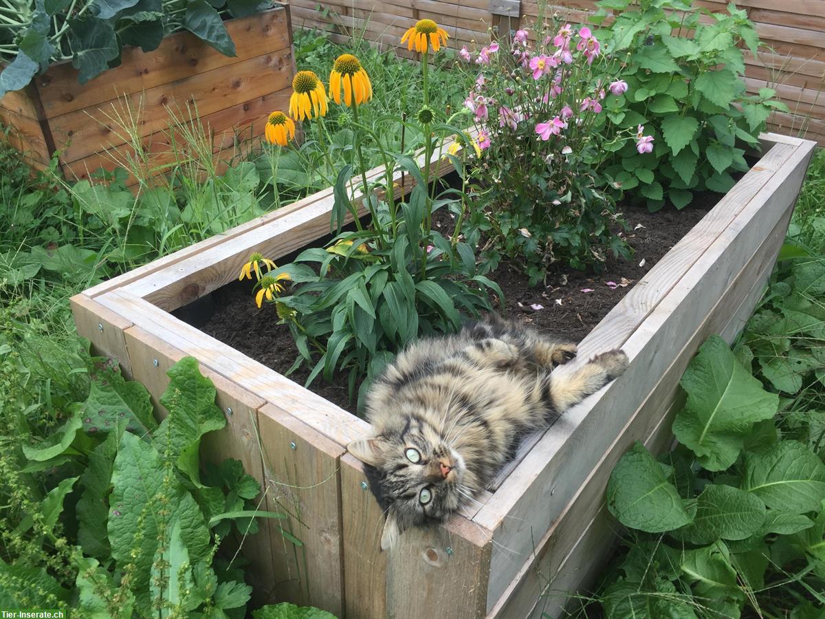 Bild 2: Zutraulicher Tigerkater sucht neues Zuhause mit Freilauf