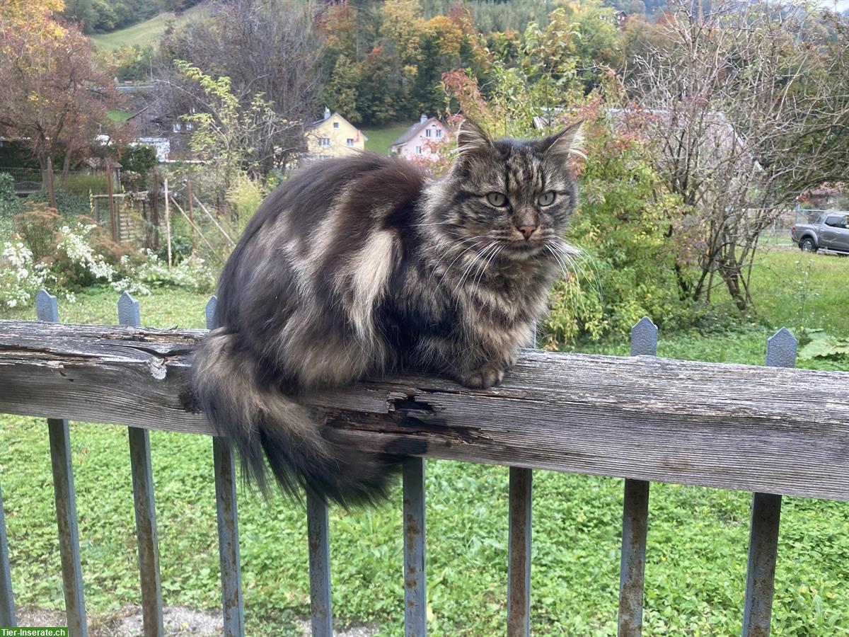 Bild 3: Zutraulicher Tigerkater sucht neues Zuhause mit Freilauf