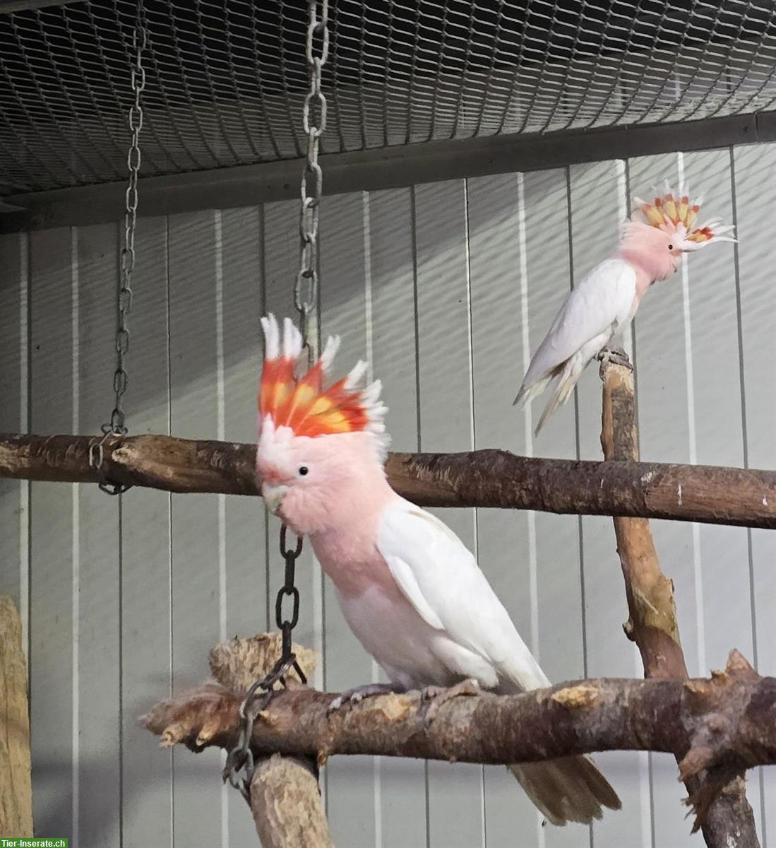 2 Inka-Kakadu zu verkaufen