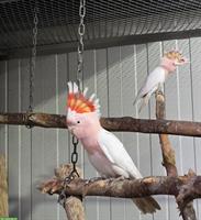 2 Inka-Kakadu zu verkaufen