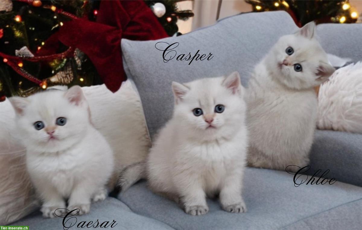 Reinrassige BKH Kitten in seltener Farbe mit Stammbaum