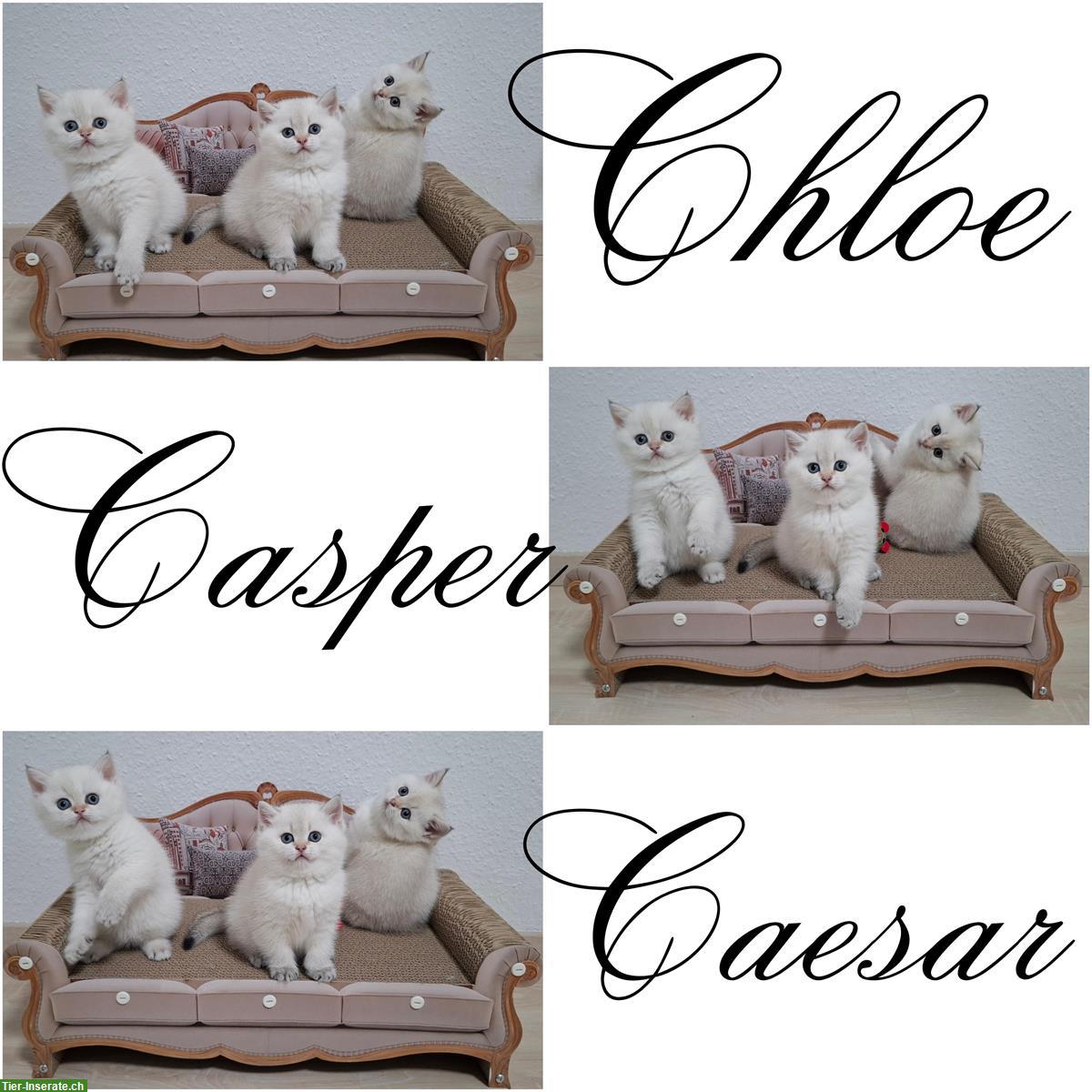 Bild 2: Reinrassige BKH Kitten in seltener Farbe mit Stammbaum