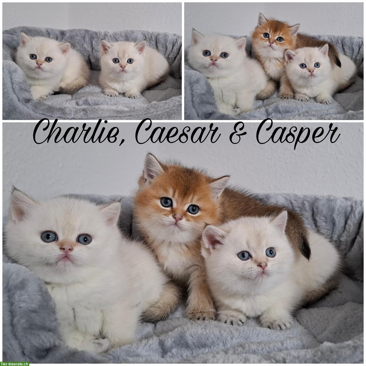 Bild 3: Reinrassige BKH Kitten in seltener Farbe mit Stammbaum