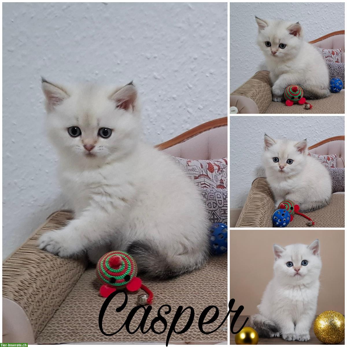 Bild 4: Reinrassige BKH Kitten in seltener Farbe mit Stammbaum