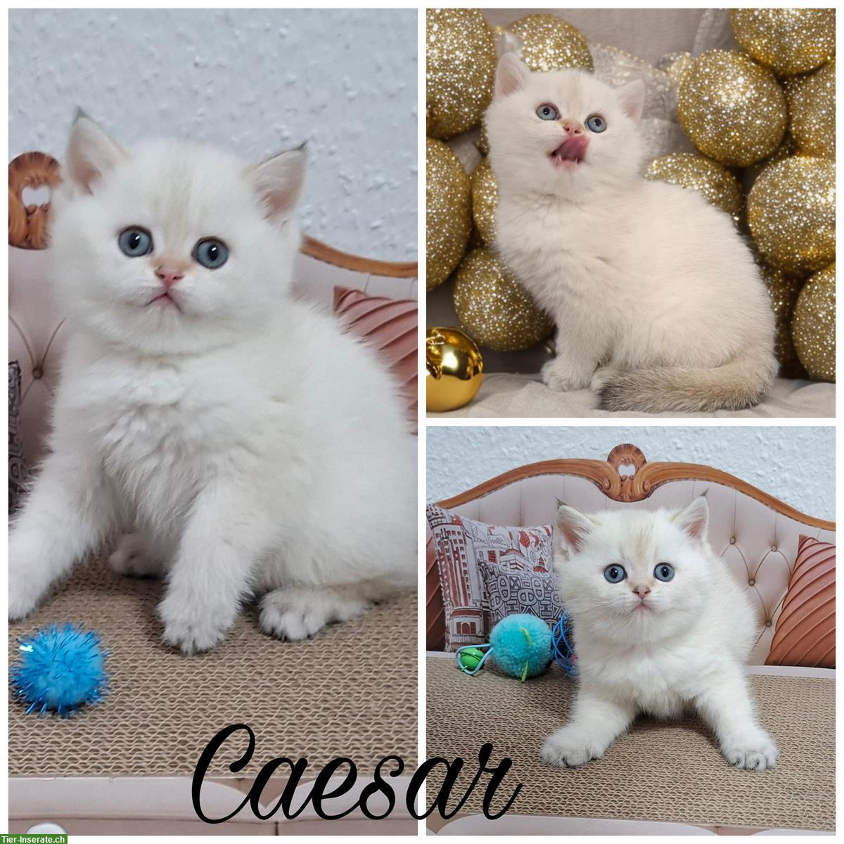 Bild 5: Reinrassige BKH Kitten in seltener Farbe mit Stammbaum