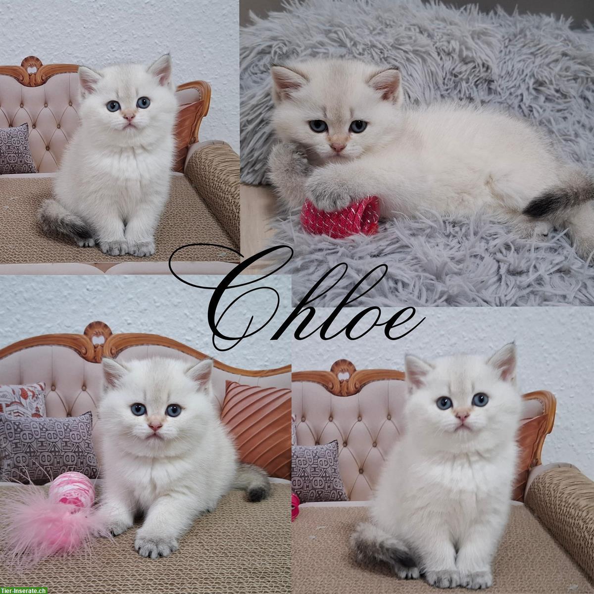 Bild 6: Reinrassige BKH Kitten in seltener Farbe mit Stammbaum