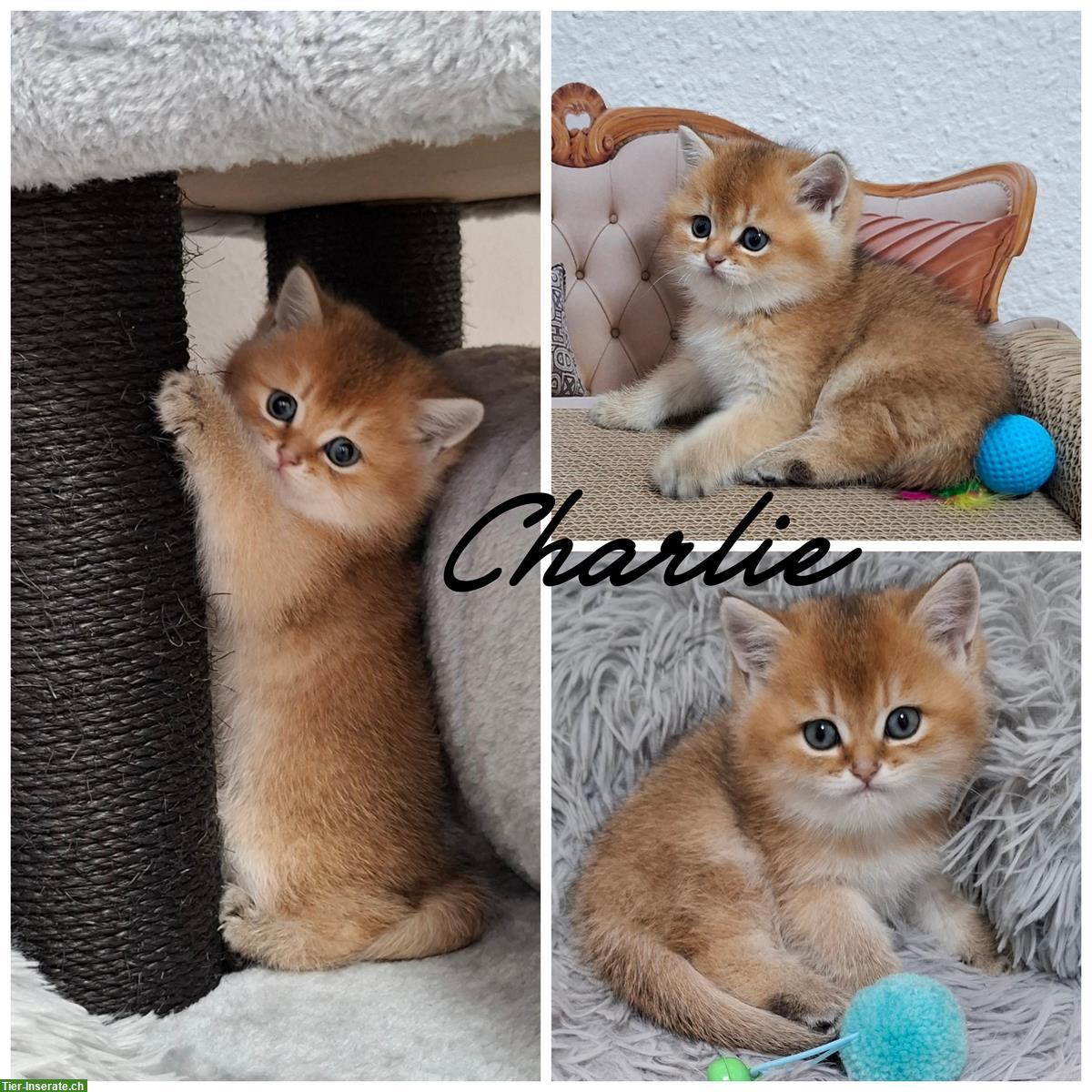 Bild 7: Reinrassige BKH Kitten in seltener Farbe mit Stammbaum