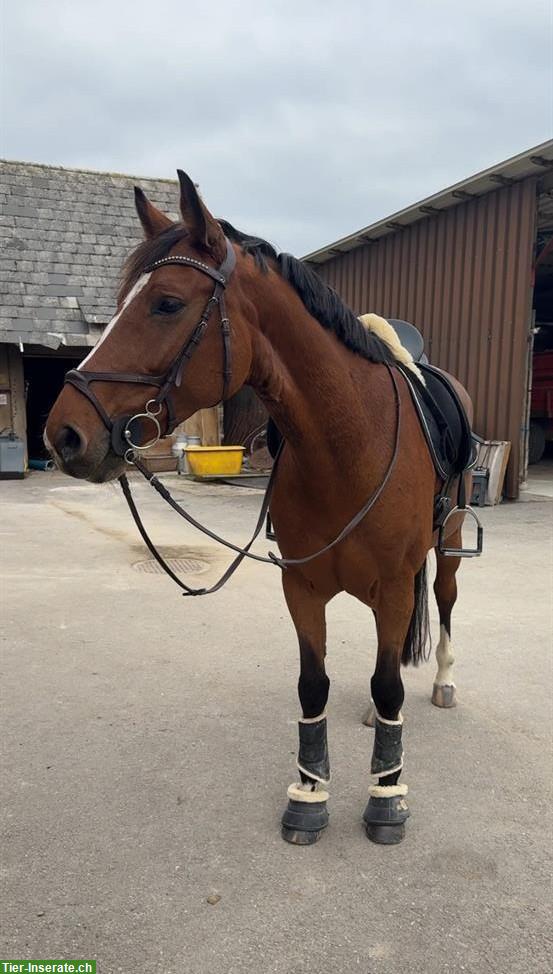 Zangersheider Stute, Springpferd zu verkaufen