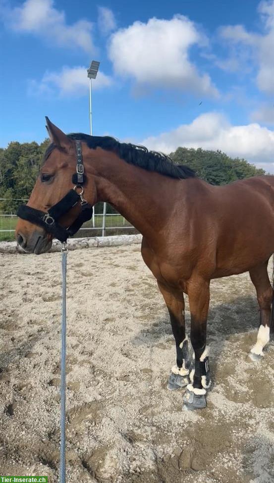 Bild 2: Zangersheider Stute, Springpferd zu verkaufen