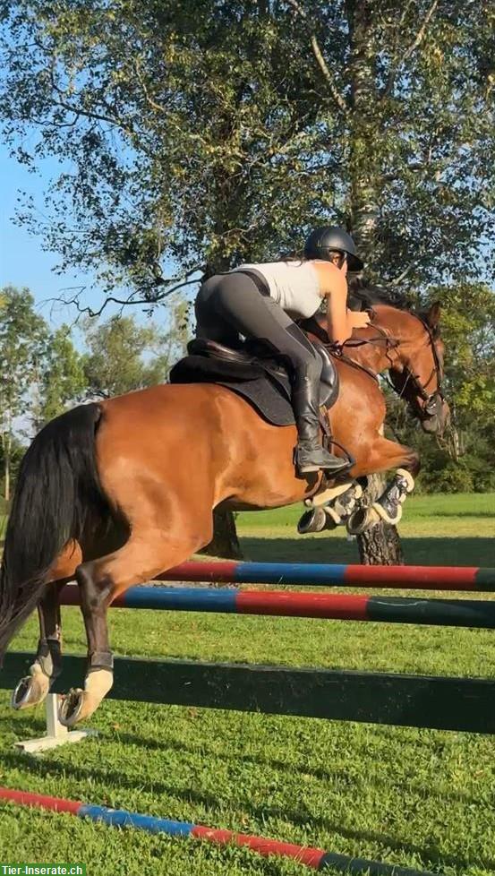 Bild 3: Zangersheider Stute, Springpferd zu verkaufen