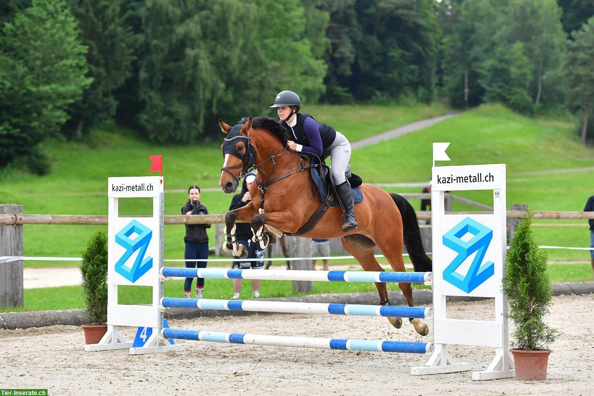 Bild 4: Zangersheider Stute, Springpferd zu verkaufen