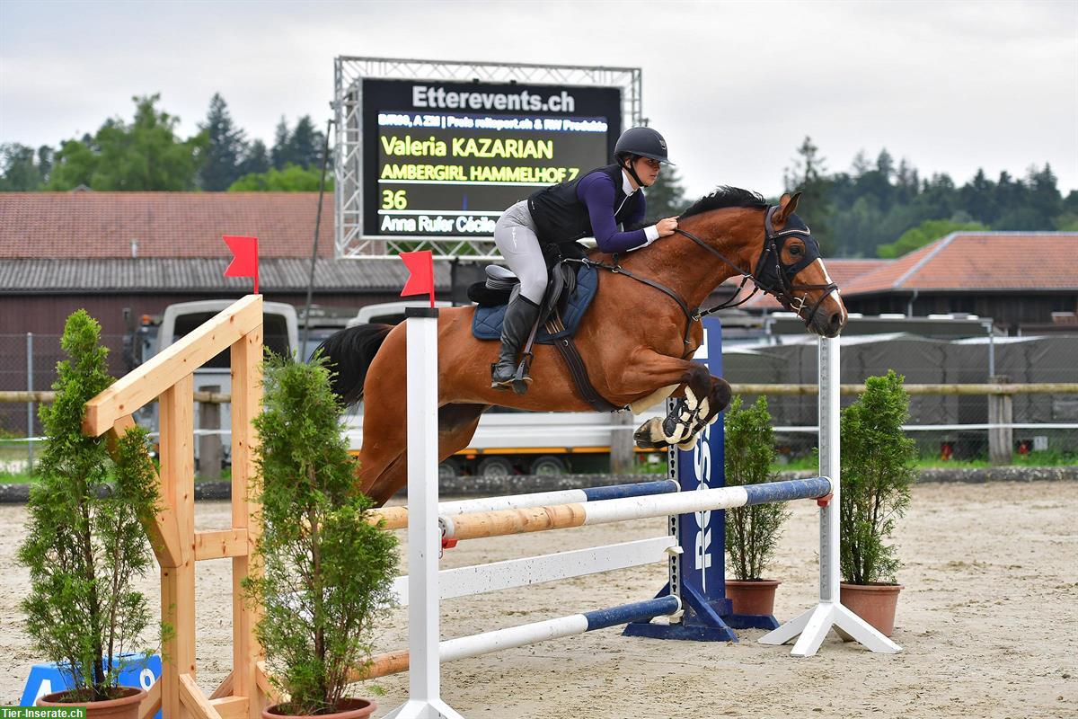 Bild 5: Zangersheider Stute, Springpferd zu verkaufen