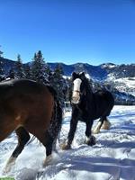 Tinker Pony Stute, 10-jährig, 133cm, ideal als Kinderpony