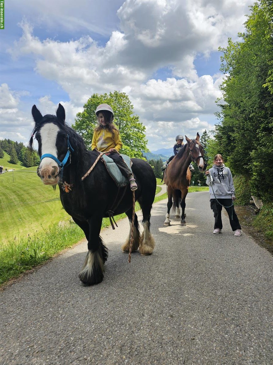 Bild 2: Tinker Pony Stute, 10-jährig, 133cm, ideal als Kinderpony